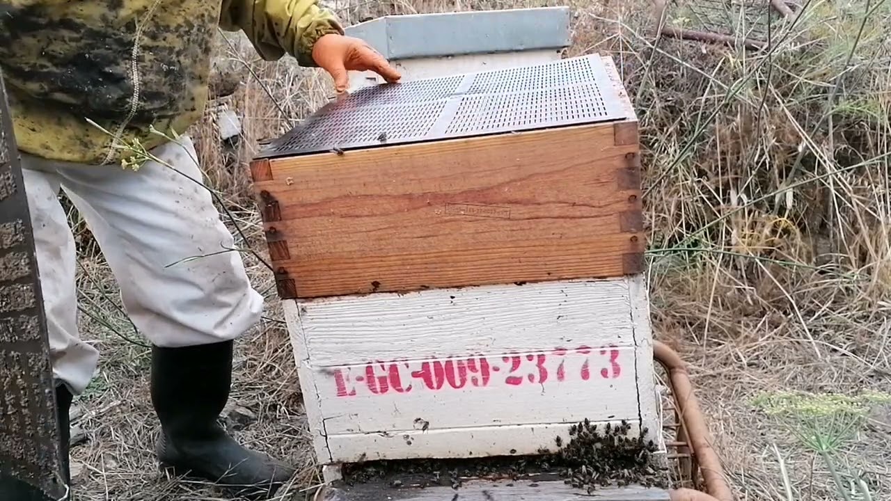 &iquest;C&oacute;mo se recolecta el prop&oacute;leo? @maraseomiel