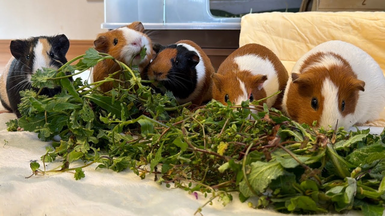 モルモット5匹がひたすら野草をモグモグ　5 Guinea Pigs Munching Wild Grass 🌿🐹