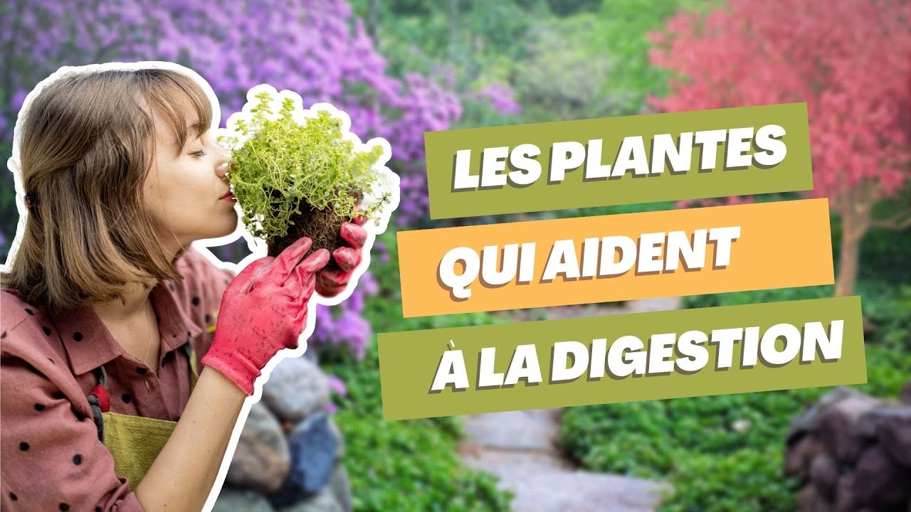AM&Eacute;LIORER SA DIGESTION GR&Acirc;CE &Agrave; LA PHYTOTH&Eacute;RAPIE