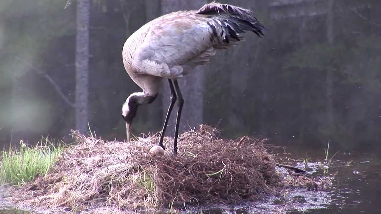 Trana p&aring; &auml;gg och med kycklingar (Grus Grus)