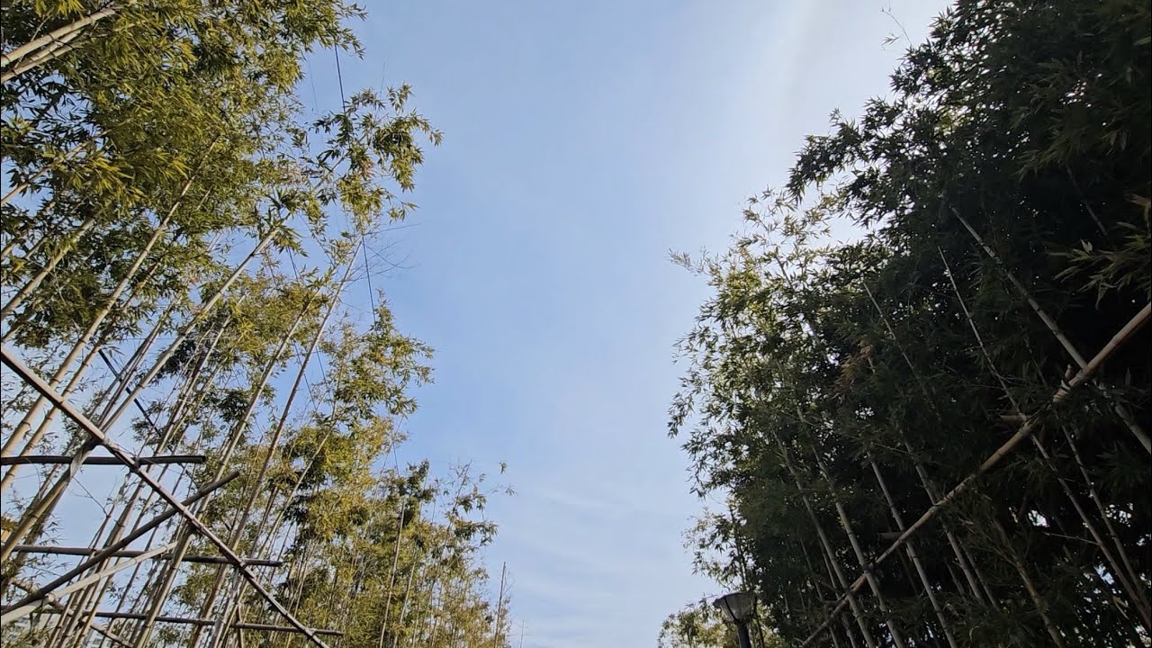 도심 속 작은 대나무숲 가는 길 🌿 자동차 소리부터 물소리까지 [Ambient Sound]