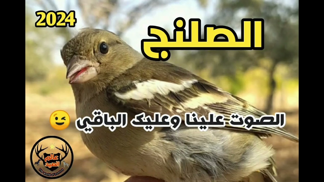 صوت صلنج ـ الصوت علينا والباقي عليك ـ الصوت الأفضل لجذب طائر الصلنج التفاحي 👍💪