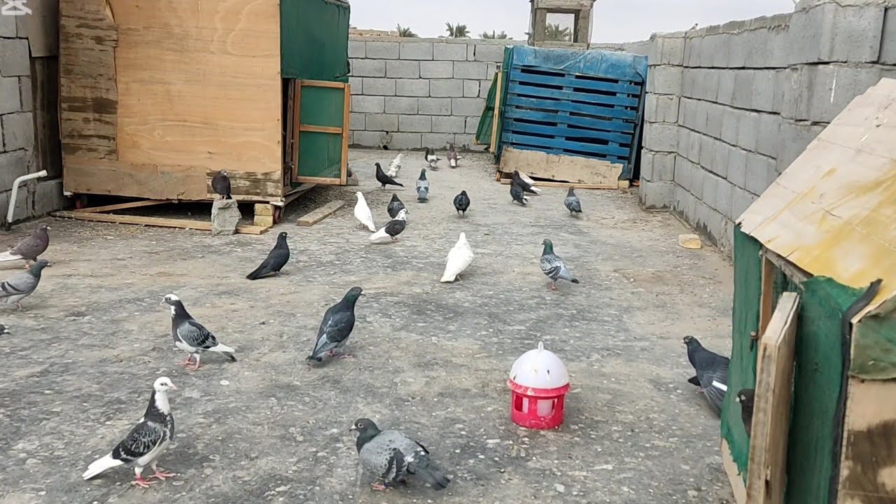 نقلت حمام لوت في البرج الجديد لتبيزير في الصيف