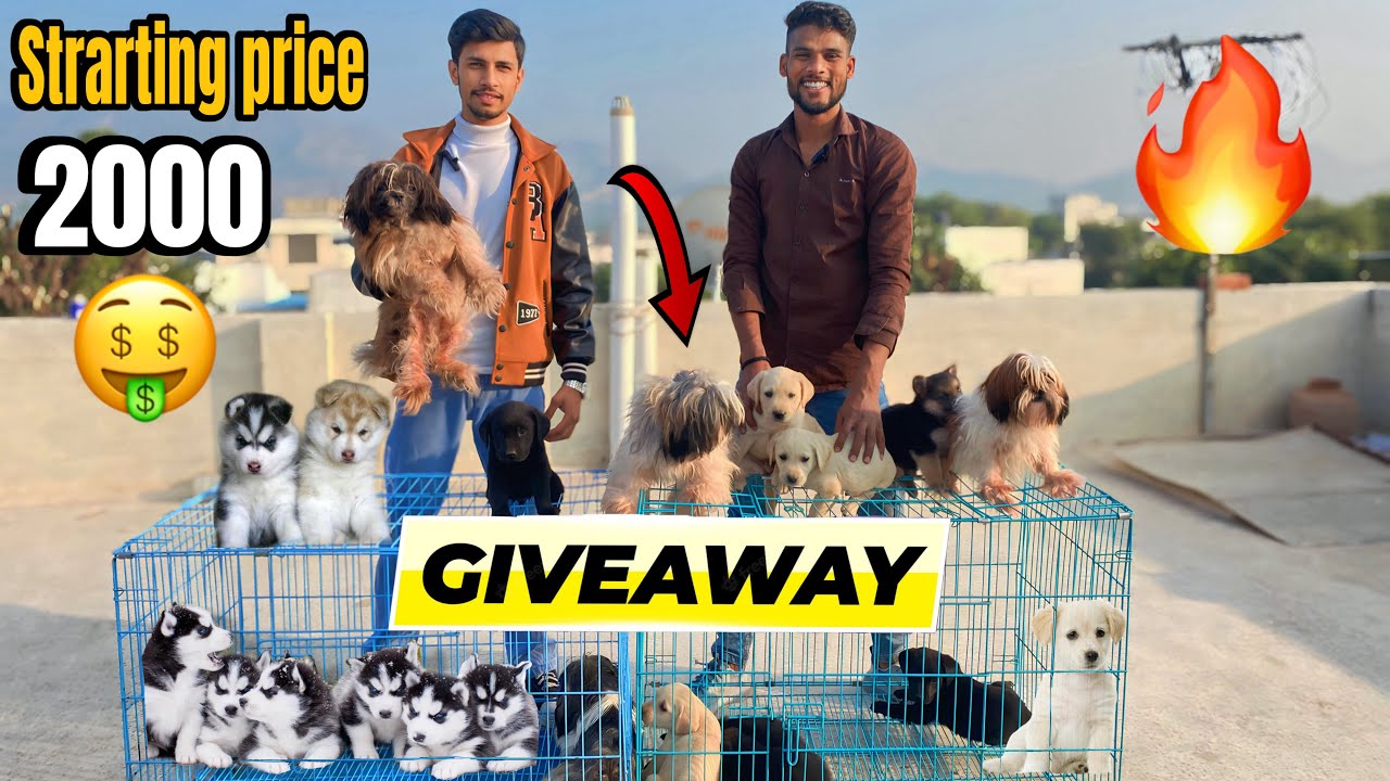 Cheapest Dog market in Ajmer🔥👉कृपया ध्यान दे यह (offer)￼और यह (Price)only five days का ही था 🙏