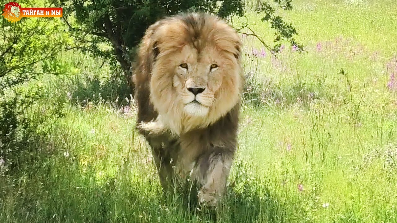 Наша долгожданная встреча с Олежкой. Самый гламурный лев Тайгана Olezhka most glamorous lion. Taigan