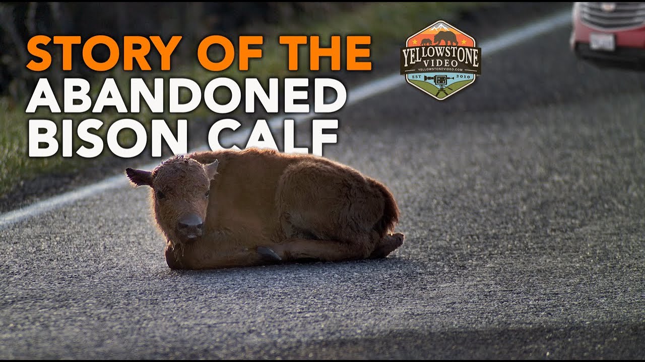 Story of the Abandoned Bison Calf - 2.7M Views, 112K Likes - Yellowstone National Park