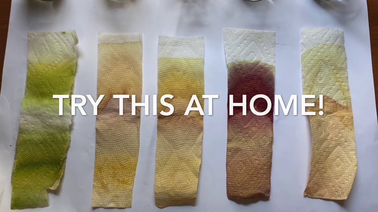 Part 2: The Hidden Colors in Leaves - A Science Experiment