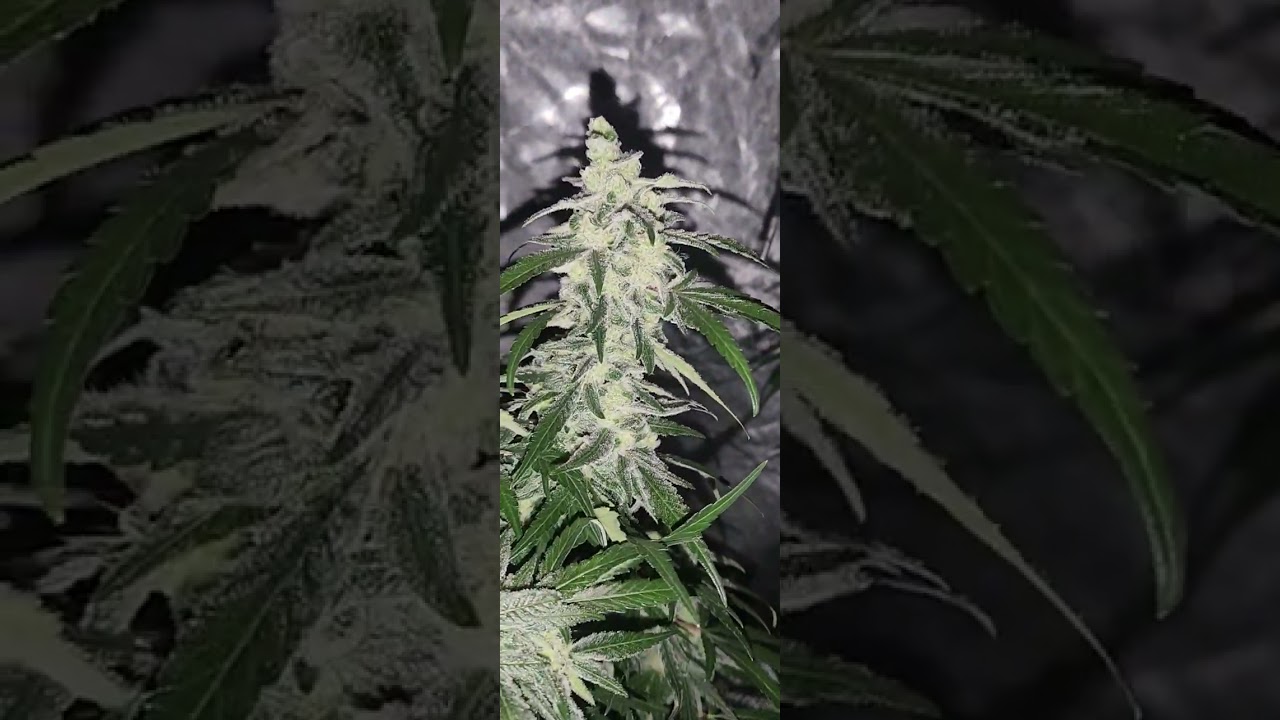 Inhouse Genetics Platinum Kush Breath