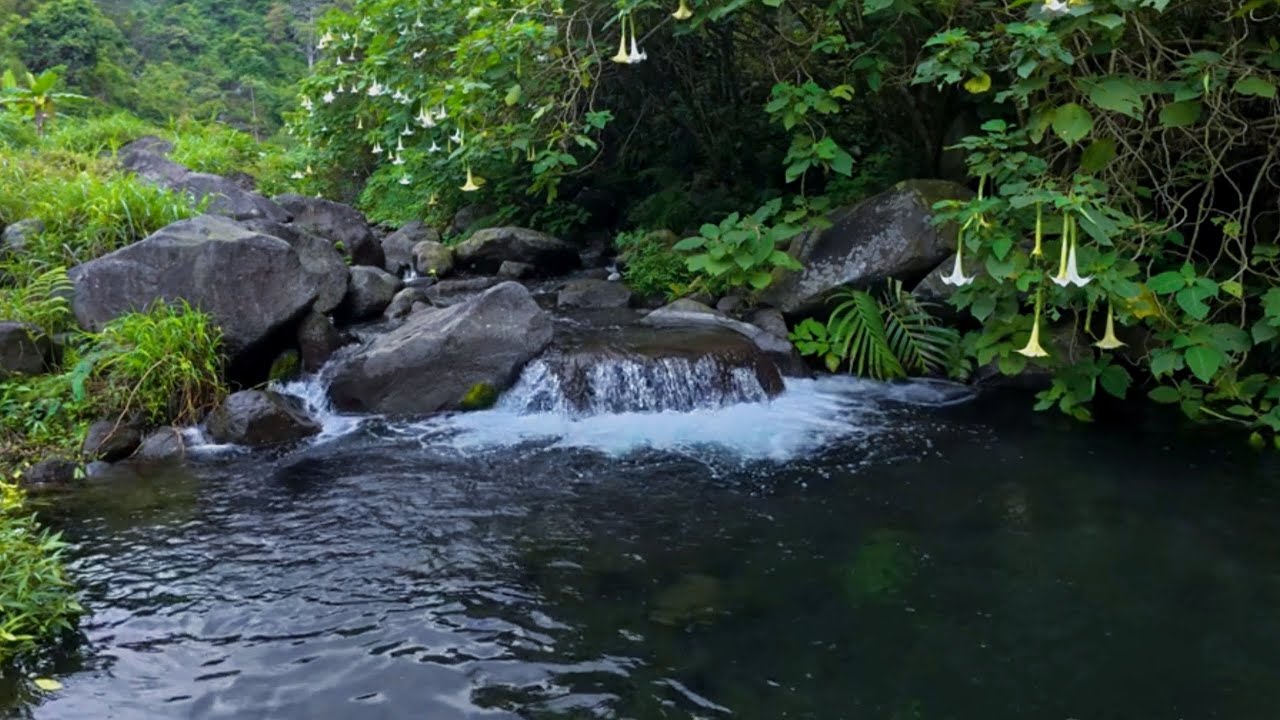 12 Hour With This River 🌿 Nature Sounds That Quiet Your Thoughts