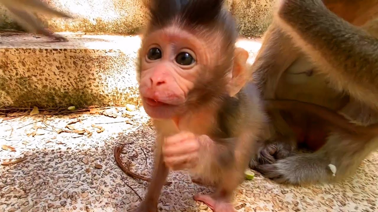 Live: Cutest Moment: Happy Baby Monkey Enjoys a Calm and Curious Family Time 🐒💛