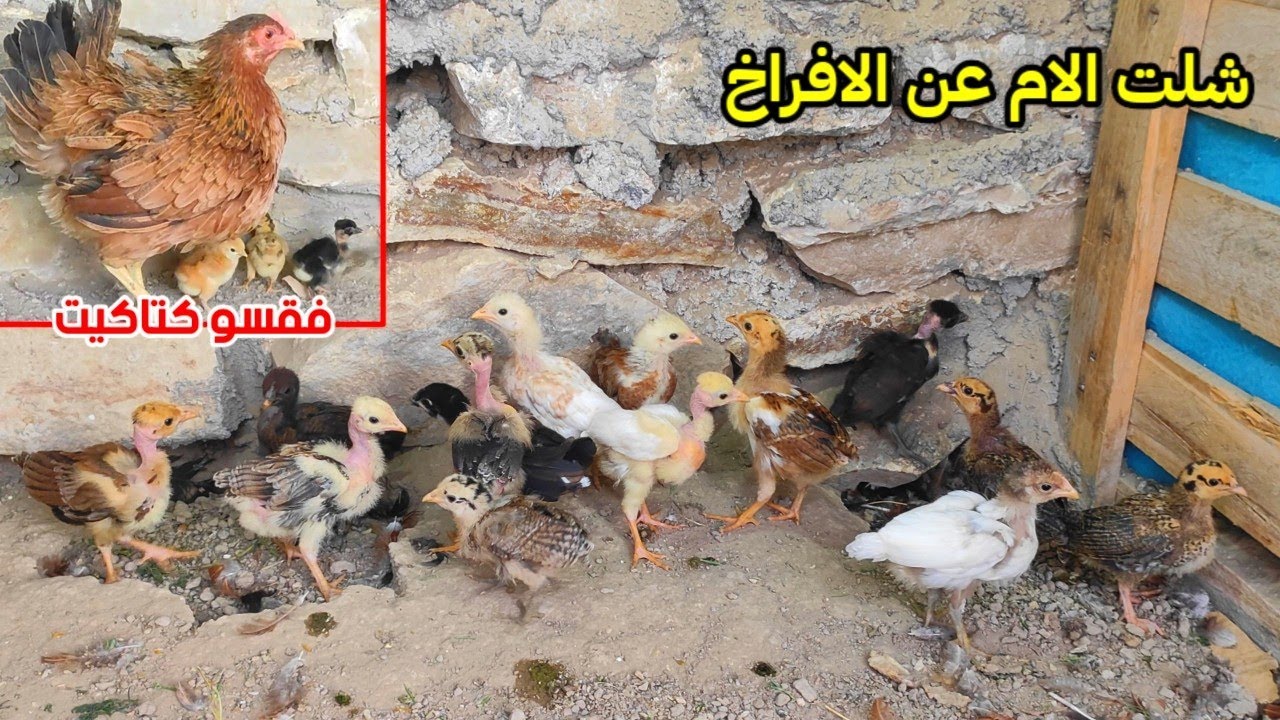 يوميات الدجاج 🐔 فقسو الكتاكيت قبل موعدهم + فحصت البيض 🥚 عزلت الافراخ عن امهم