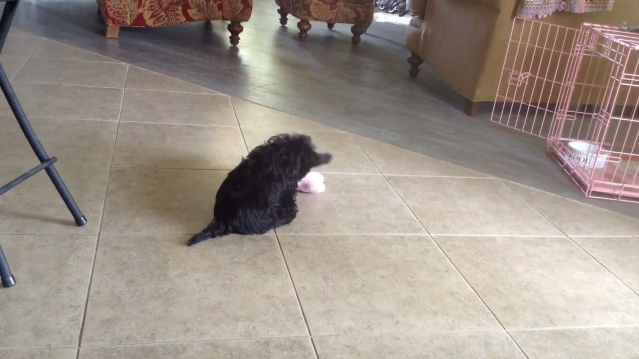 February 16, 2026 Meet Adele the Scottish Terrier Puppy 🐶💛