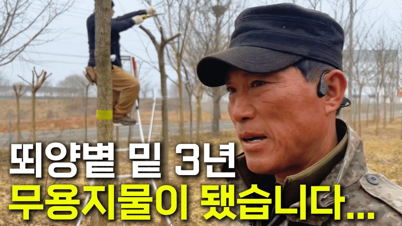좋은 땅에, 좋은 묘목. 그런데 3년 후 판매불가..? (후회 주의)