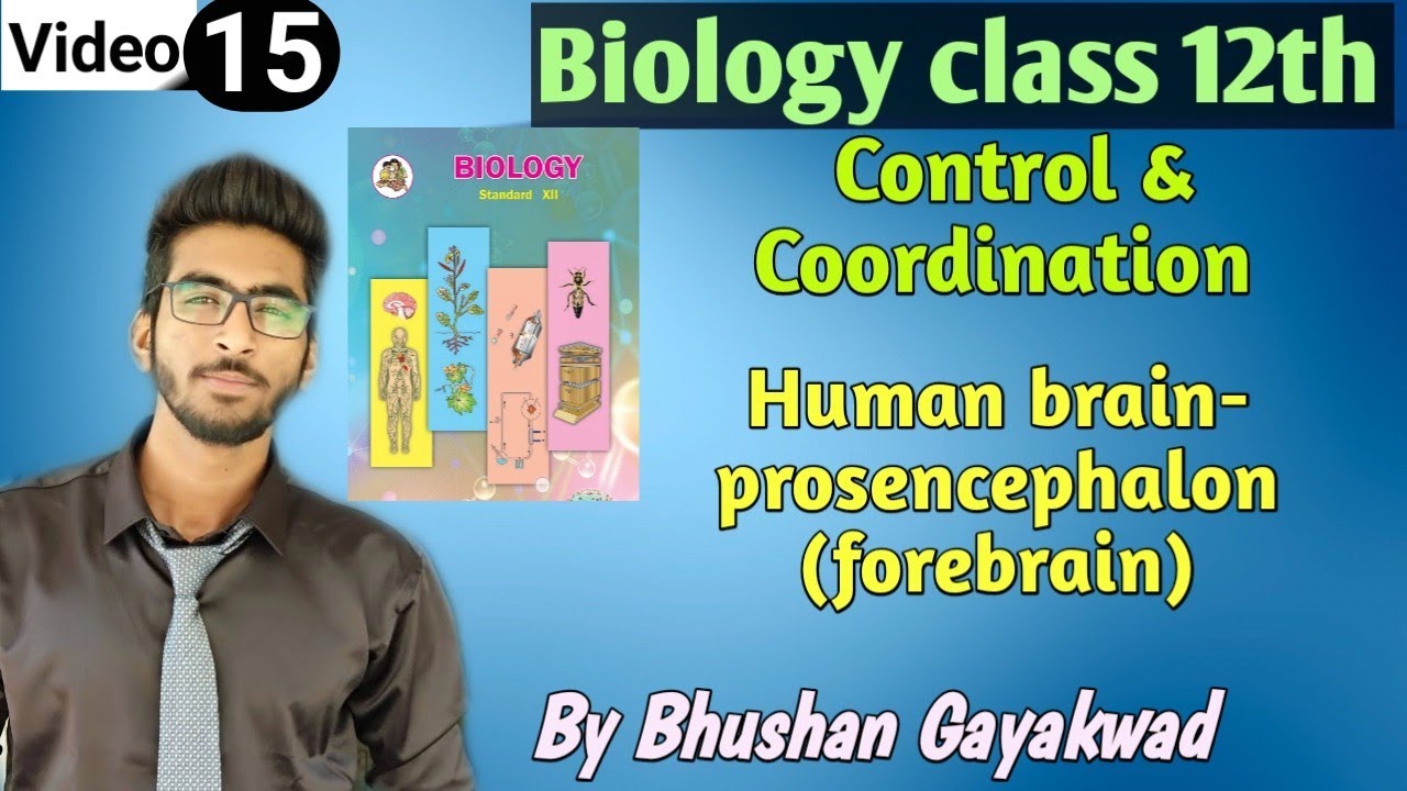 Human brain- prosencephalon (forebrain) Olfactory lobes & Cerebrum  Part 15 Control and coordination