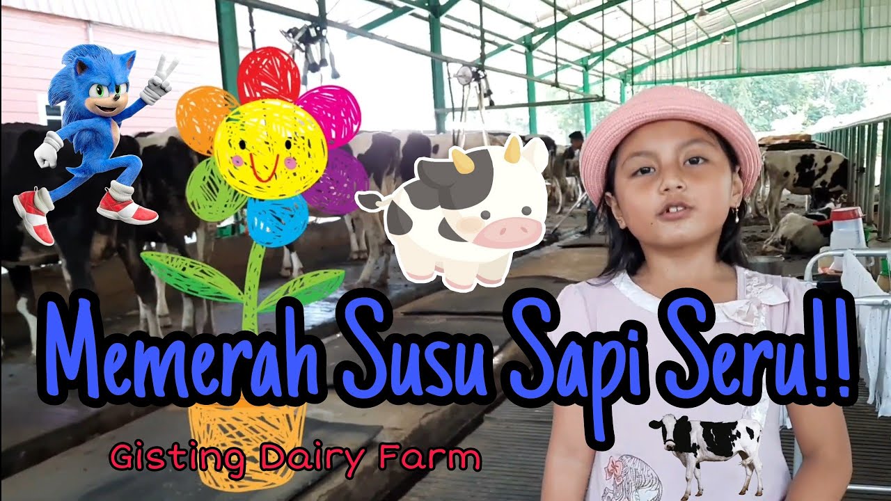 Dairy Farm.. Mooo.. memerah susu sapi di gisting dairy farm - Bermain sambil belajar, seru! Moo!!!