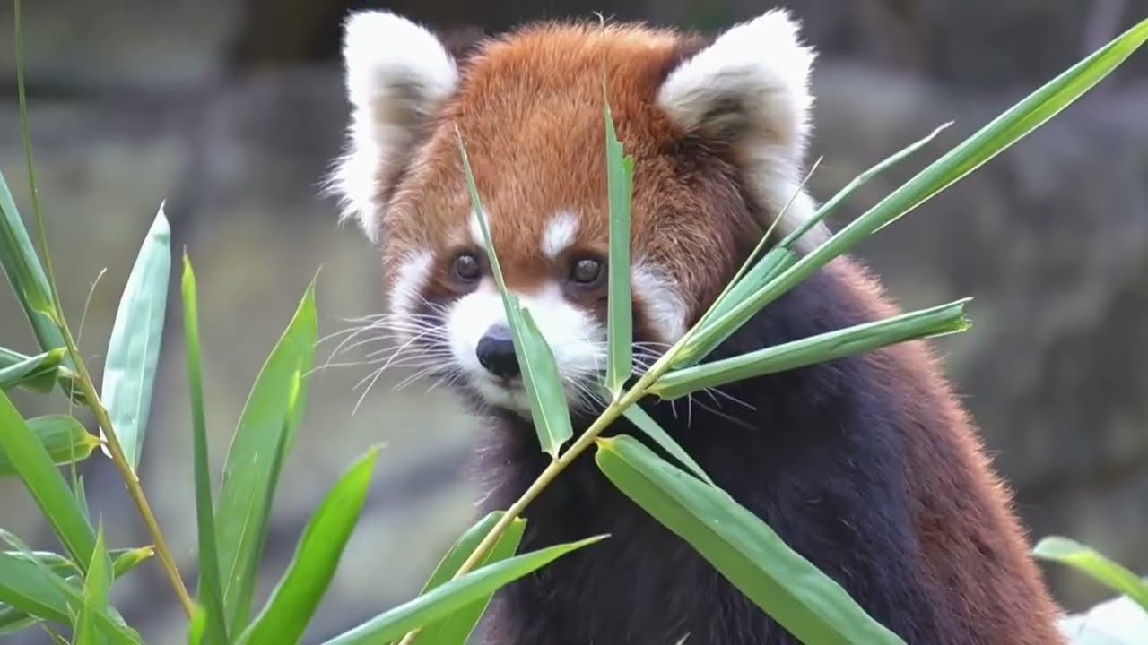 Red Panda Calm Daily Life for Relaxation💕💕 #redpanda #animals #adorableanimals #relaxingvideo