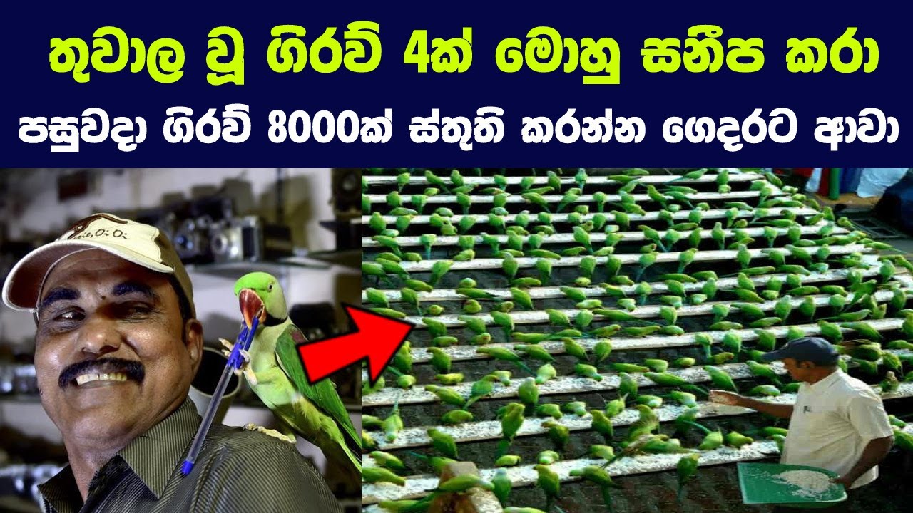 තුවාල වූ ගිරව් 4ක් මොහු සනීප කරා | පසුවදා ගිරව් 8000ක් ස්තුති කරන්න ගෙදරට ආවා | Birdman Of Chennai