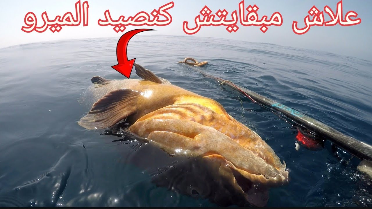 صيد ميرو  ,درعي والدانتي
