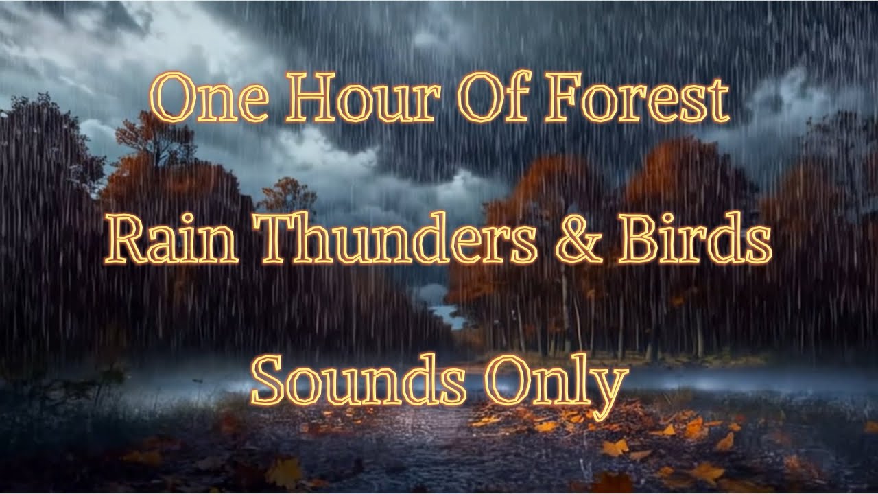 One Hour of Forest Rain Thunders & Birds Sounds Only