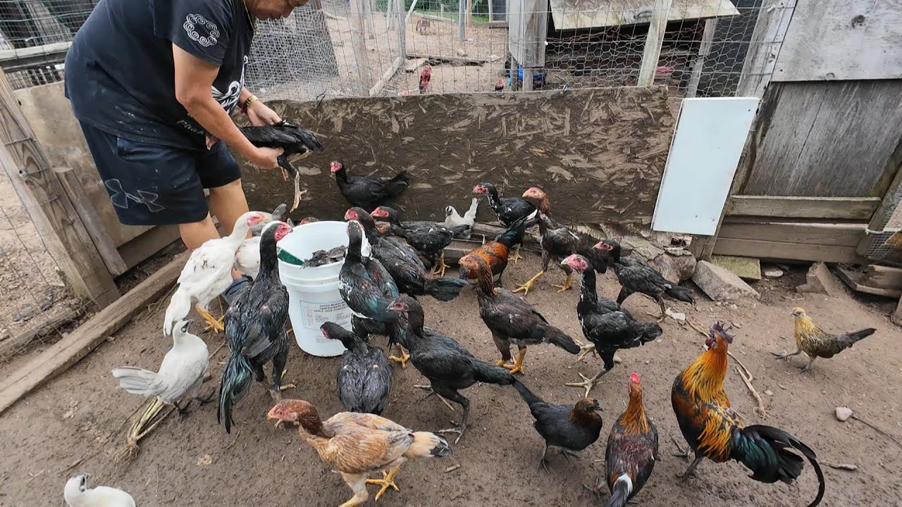 young thai hens and roosters/Qaib Thaib Mos