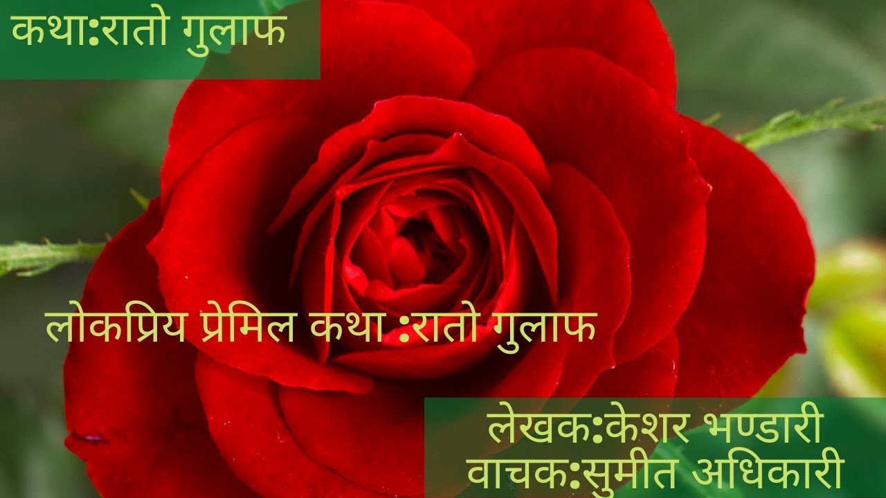 रातो गुलाफ||Rato Gulab||Nepali katha