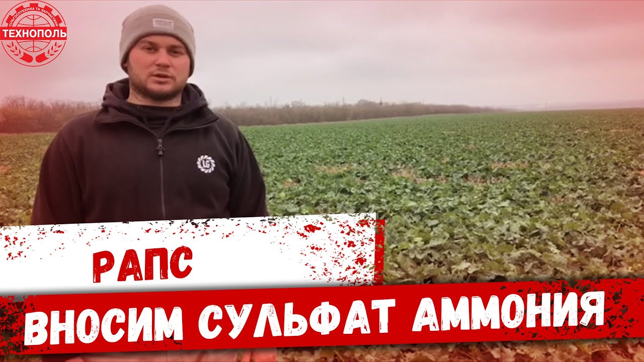 Рапс, вносим сульфат аммония