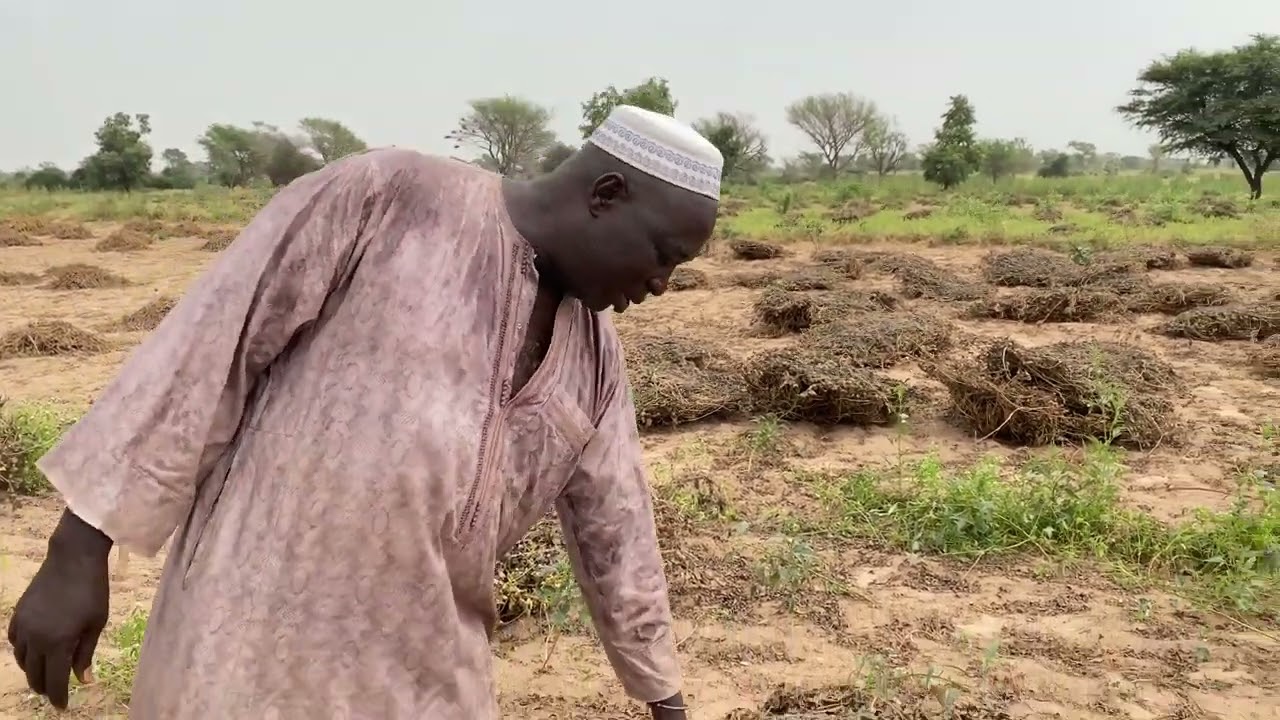 Diffusion en milieu paysan des variétés d'arachide ISRA CERAAS