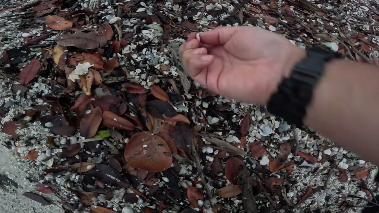March 14, 2026 Banana River FL mini-shelling 01