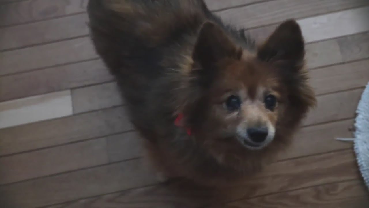 Shawnee rescue offering a sanctuary for senior dogs