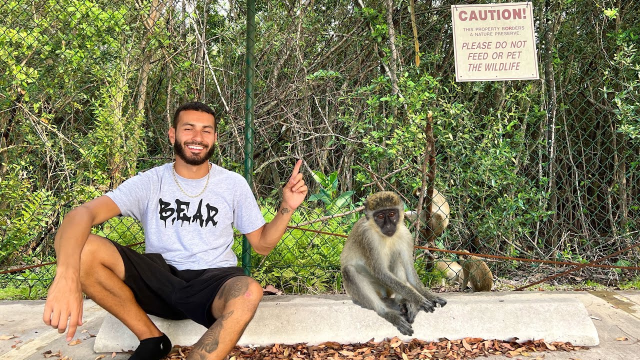 ADORABLE WILD MONKEY FOUND IN FLORIDA!