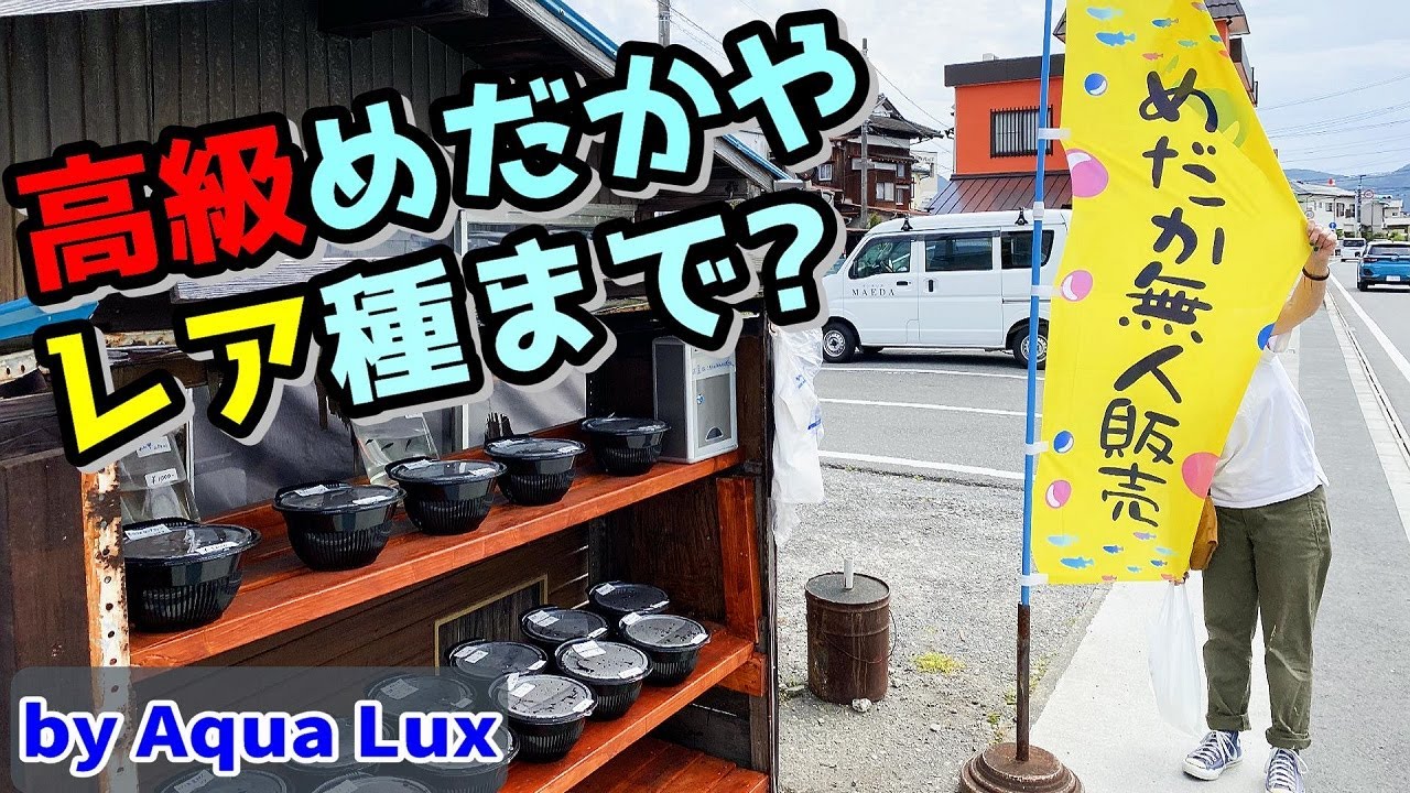 【めだか】めだかの無人販売ってどんな感じ？（高級種からレア種まで品揃えと安さにびっくり）