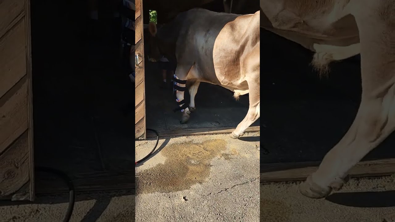 Jake the Ox and his Bionic Knee