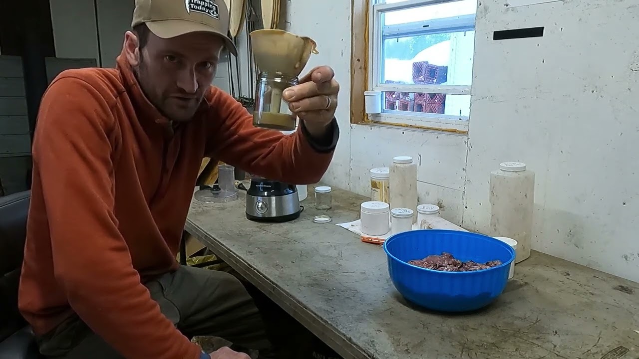 Processing Beaver Oil Sacs for Trapping Lure