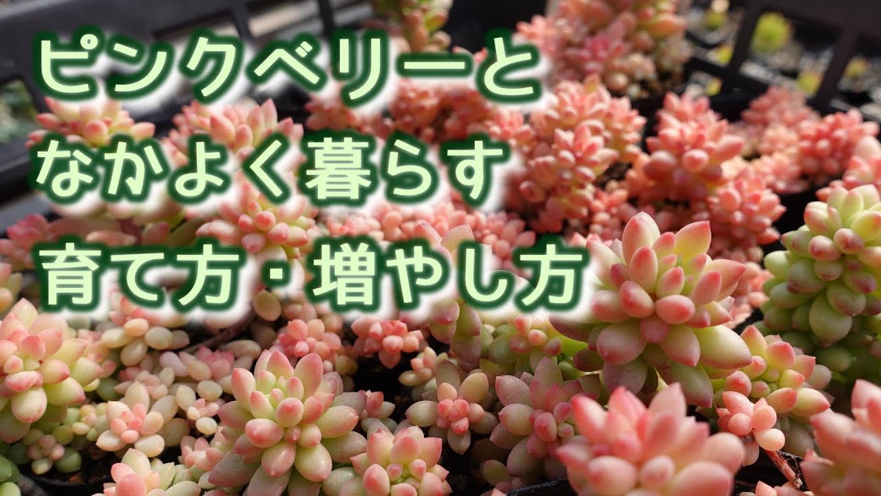 ＃8【プリティピンクに紅葉中！】ピンクベリーの育て方・増やし方・魅力。ワンパクなつぶつぶを楽しんでみませんか？