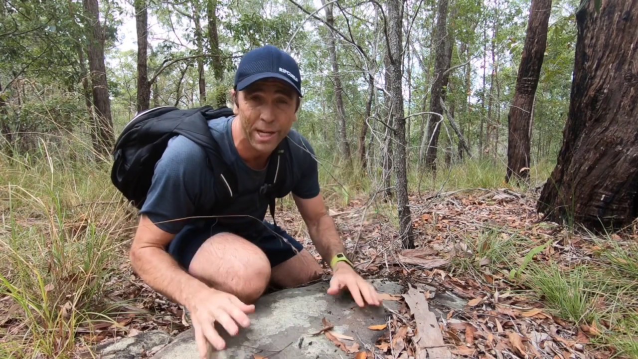 Aussie Tree Chaser : The Natural World Of The Grass Tree