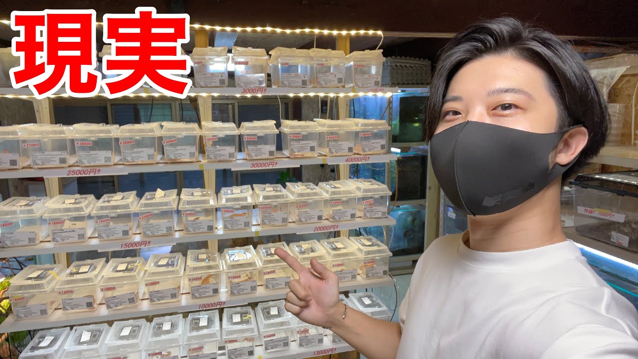 普段お店に並ばないレオパを紹介【レオパの尋屋】