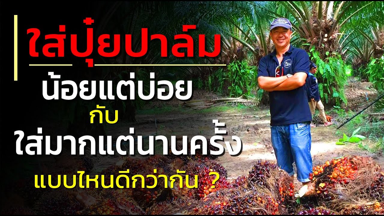 ใส่ปุ๋ยปาล์มน้อยแต่บ่อย กับใส่มากแต่นานใส่ครั้ง แบบไหนดี