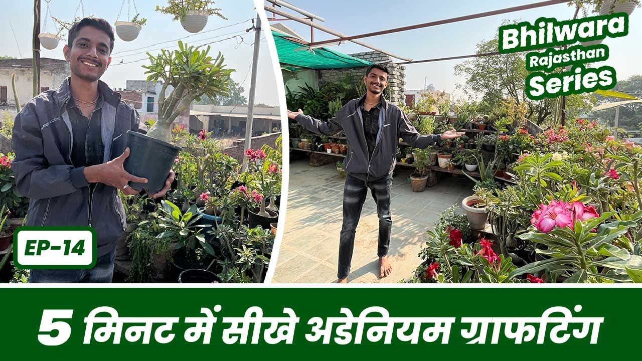 ऐसे अडेनियम ग्राफ़्टिंग करोगे तो मिलेगी 100% सफलता 😱🌸 Adenium Grafting Step by Step 🥰 EP-14
