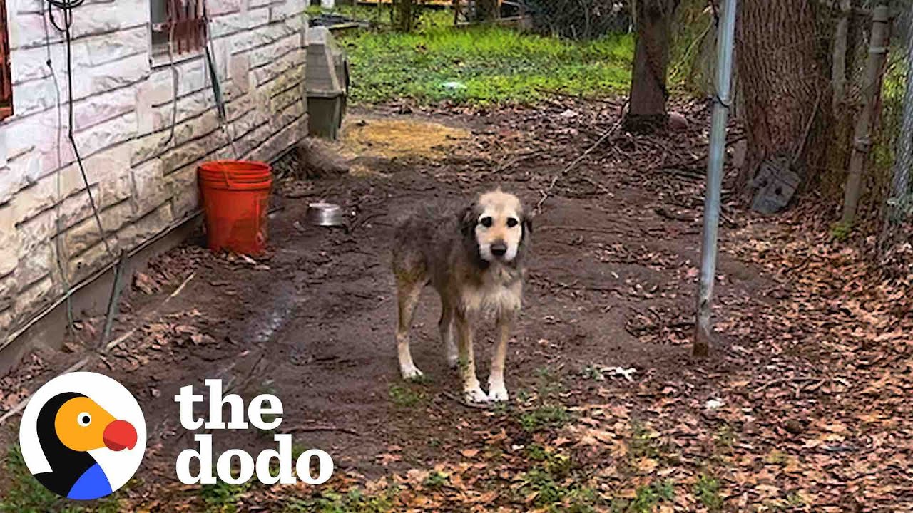 Эта собака провела на цепи 5 лет | The Dodo