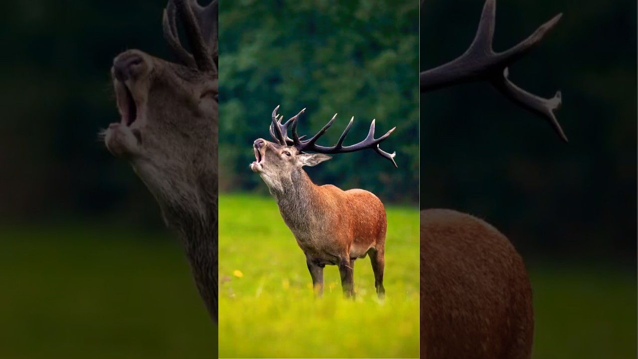 The Powerful Roar of a Red Deer: Echoes of the Wild!