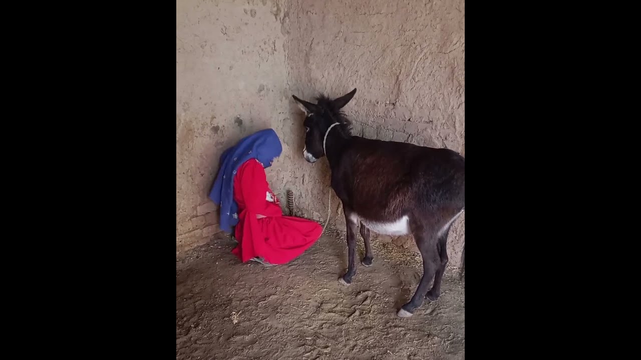 My funny 🤣😂 donkey new girlfunny donkeyfunny kongdonkey donkeyKong 