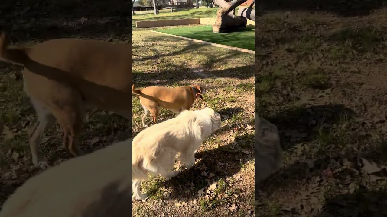 Today’s walks and memories of horse training.  
