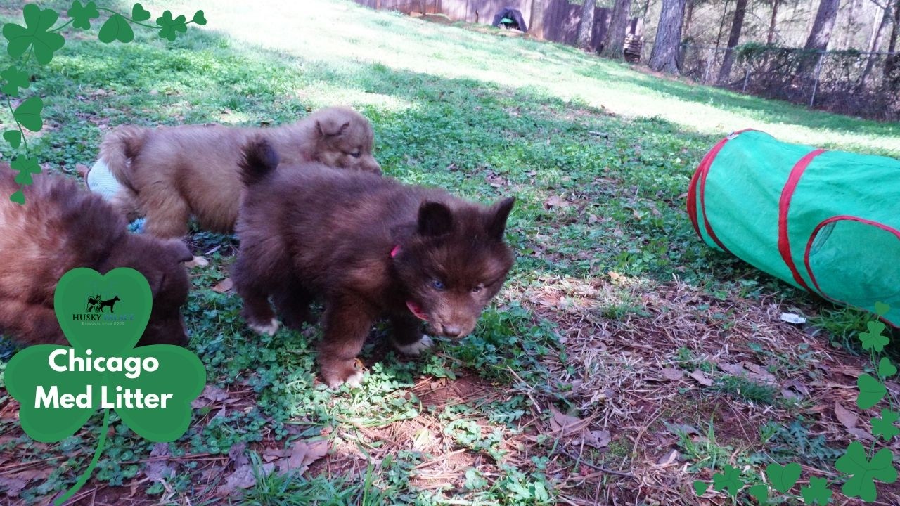 Chicago Med Litter | Husky Palace