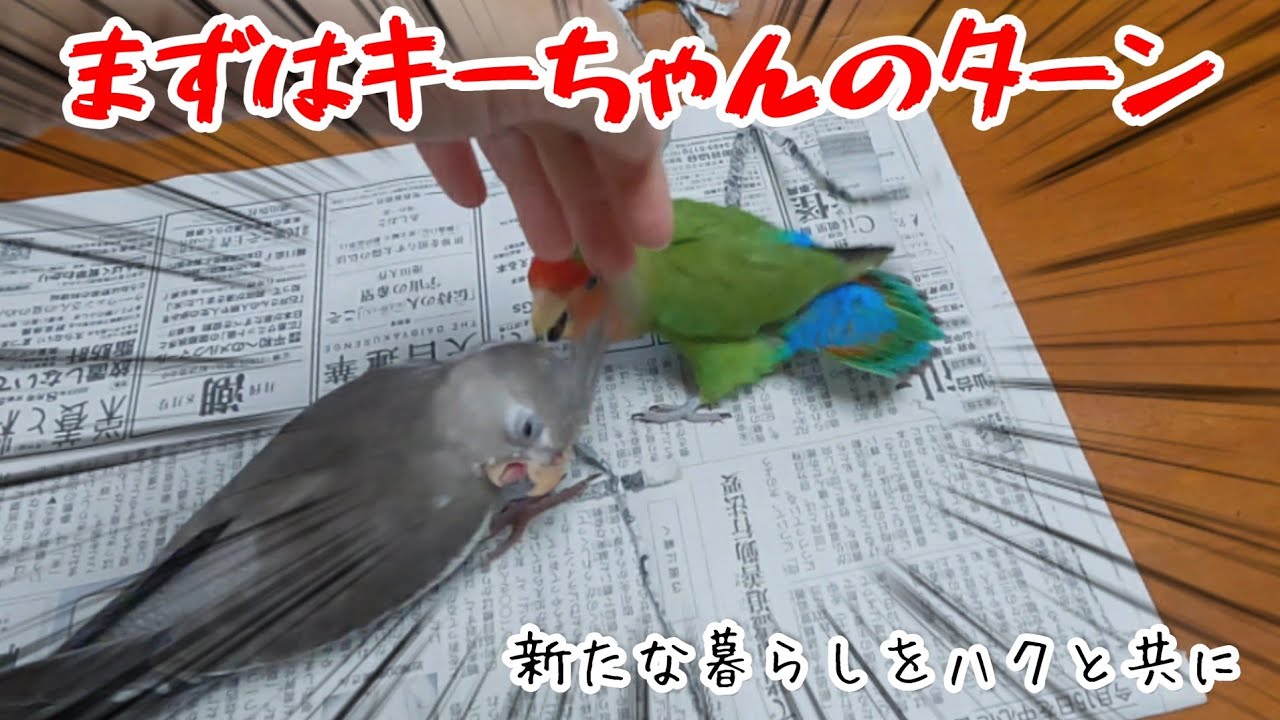 オカメ雛♂をお迎えし、手探りの生活が始まりました