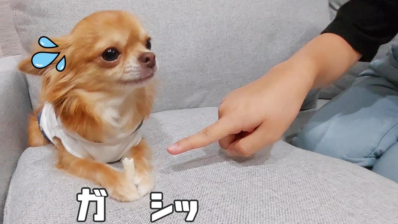 うちのチワワ犬は優しくキレます