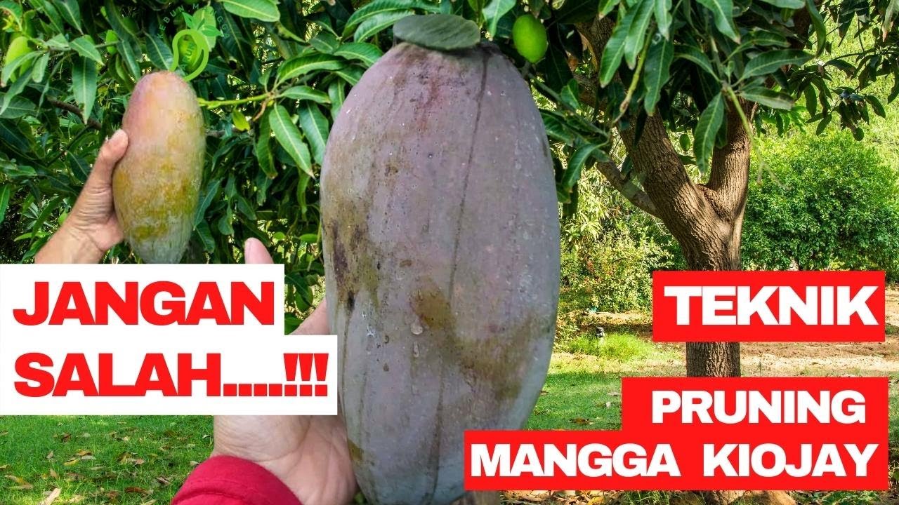 Cara Pruning Mangga Kiojay Agar Cepat Berbuah- Kebun Mangga UHDP Arun