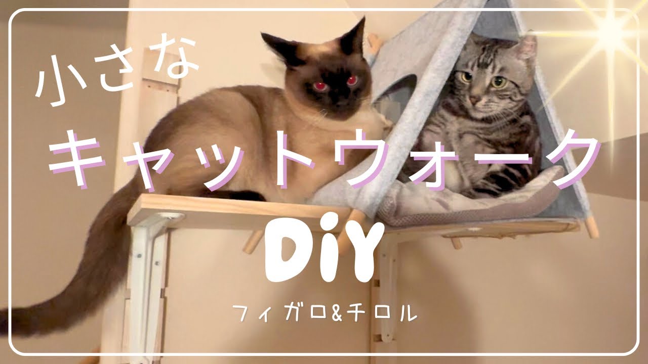 【猫】キャットウォークDIY#猫のいる暮らし #猫好きさんと繋がりたい #ねこのいる生活 #ねこ #cat