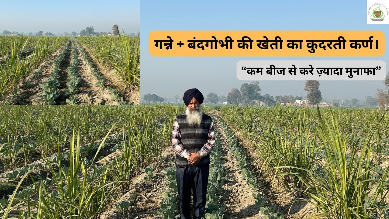 Sugarcane + cabbage cultivation