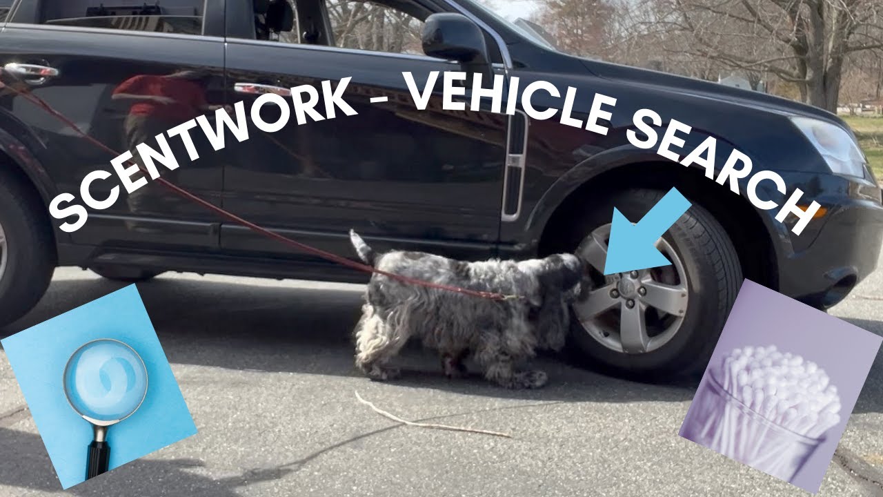 SCENTWORK | VEHICLE SEARCH | DOG TRAINING