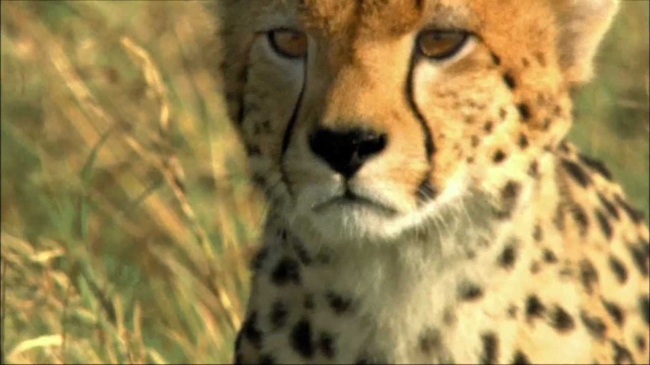 Busch Gardens Cheetah Hunt Commercial
